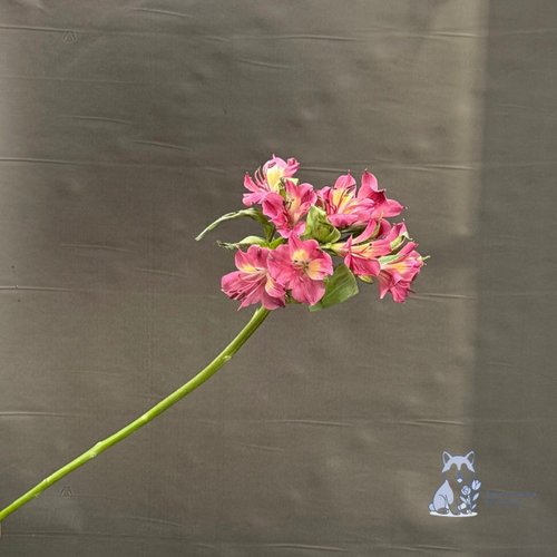 Альстромерия розово-желтая