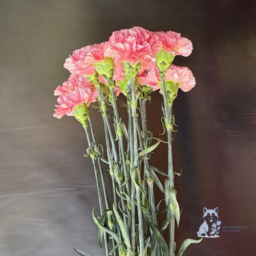 Гвоздика розовая