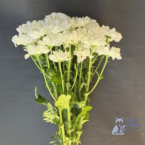 Хризантема белая кустовая