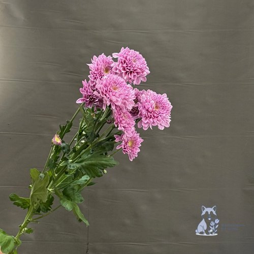 Хризантема розовая кустовая махровая