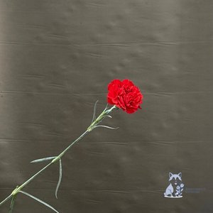 Гвоздика красная