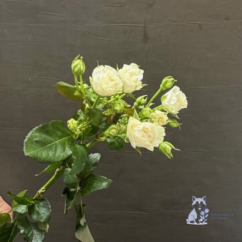 Роза белая кустовая