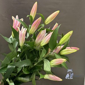 Лилия розовая