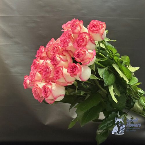 Роза розовая