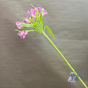 Альстромерия фиолетовая