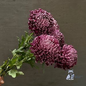 Хризантема "Бигуди" фиолетовая одноголовая