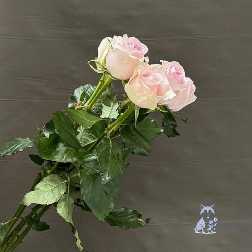 Роза бледно-розовая