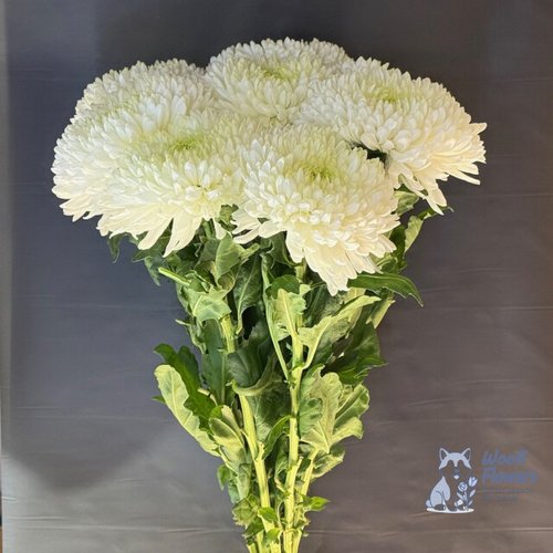 Хризантема одноголовая белая