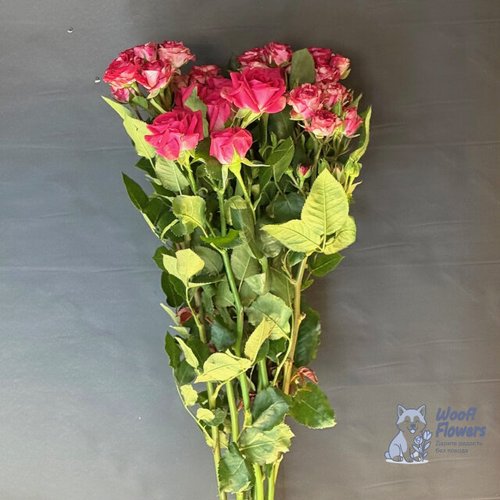 Роза кустовая розовая