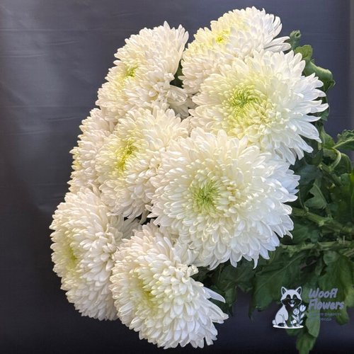 Хризантема одноголовая белая