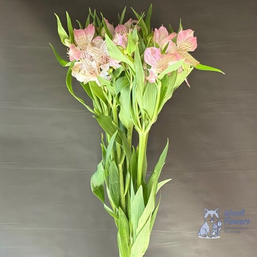 Альстромерия розовая