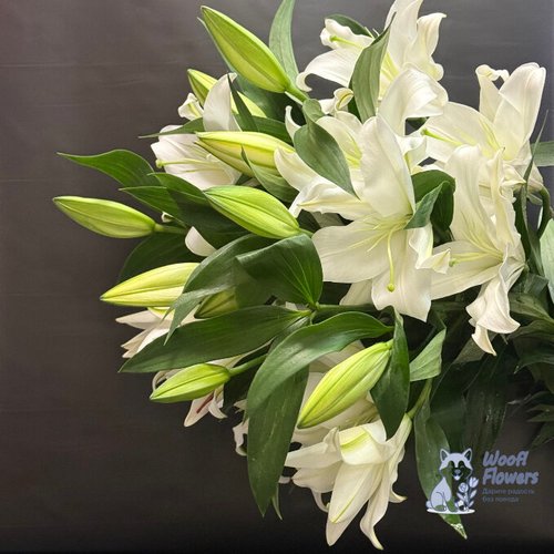 Лилия белая