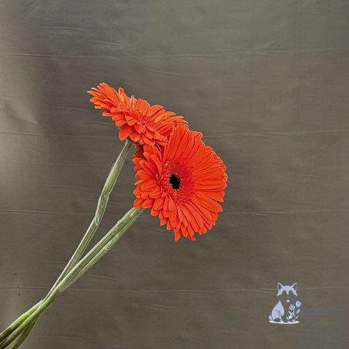 Гербера оранжевая