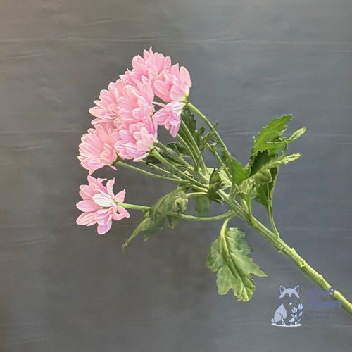 Хризантема розовая кустовая