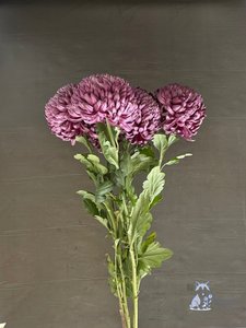 Хризантема "Бигуди" фиолетовая одноголовая