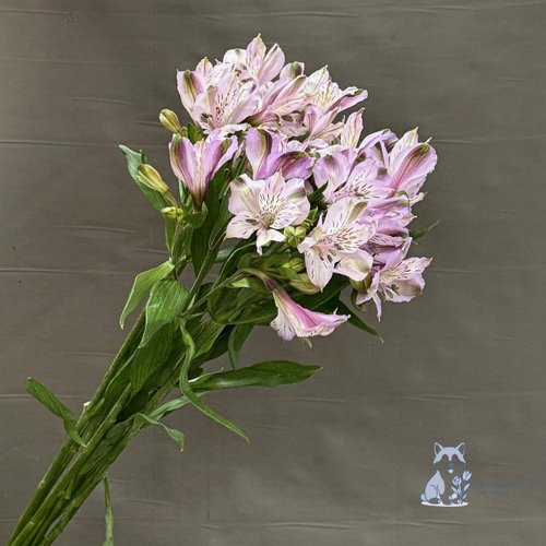 Альстромерия сиреневая