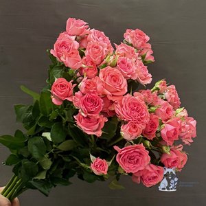 Роза розовая кустовая