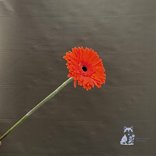 Гербера оранжевая