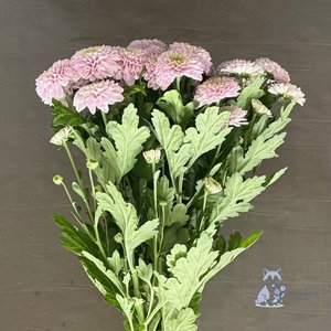 Хризантема сиреневая кустовая махровая