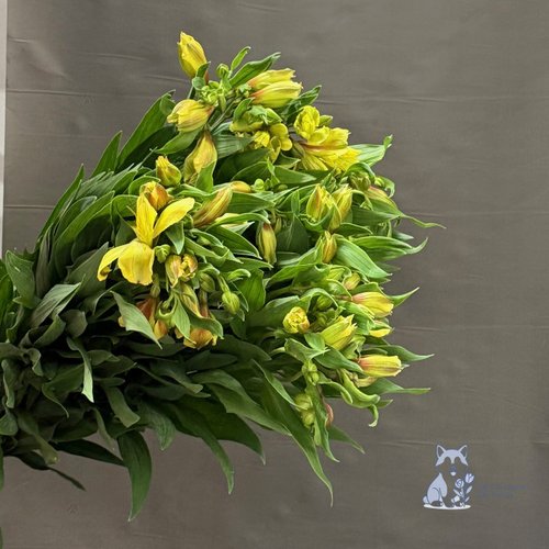 Альстромерия желтая