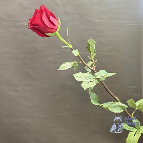 Роза бордовая