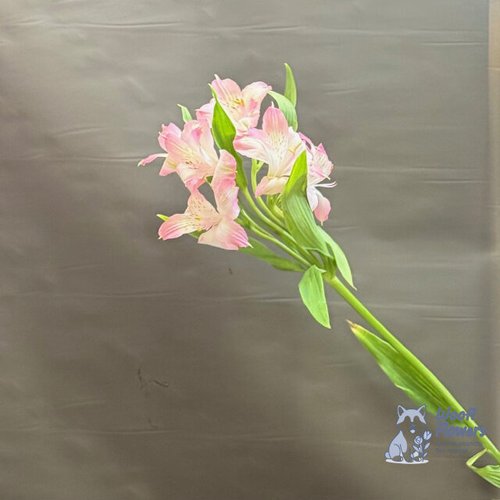 Альстромерия розовая