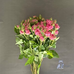 Роза розовая кустовая