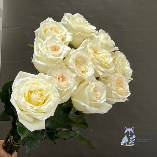 Роза бело-желтая