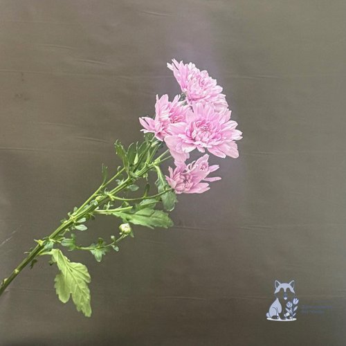 Хризантема сиреневая кустовая махровая