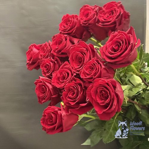 Роза бордовая