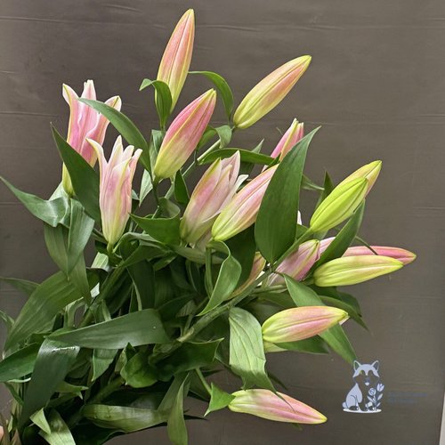 Лилия розовая