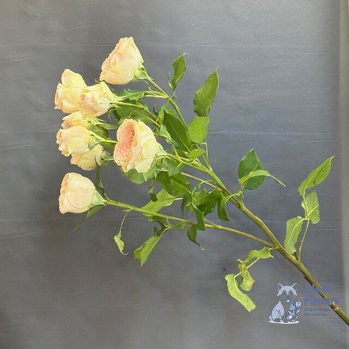 Роза кустовая кремовая