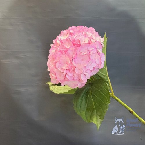 Гортензия розовая