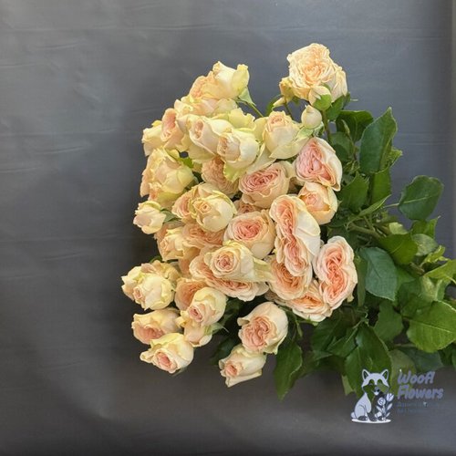 Роза кустовая кремовая