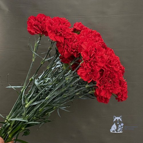 Гвоздика красная