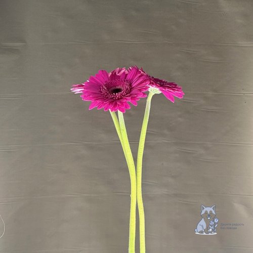 Гербера темно-розовая