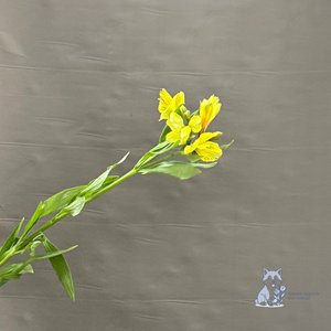 Альстромерия желтая