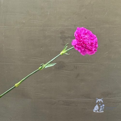 Гвоздика ярко-розовая