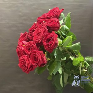 Роза красная