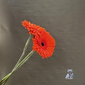 Гербера оранжевая