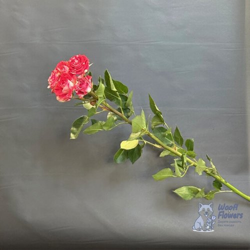 Роза кустовая розовая