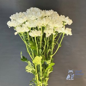 Хризантема белая кустовая