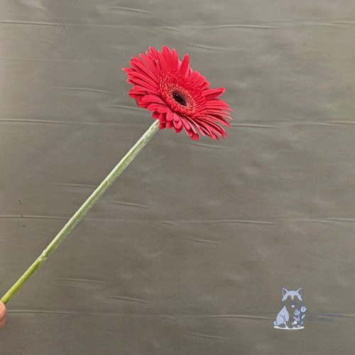 Гербера красная