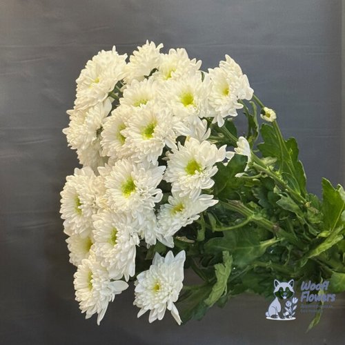 Хризантема белая кустовая махровая