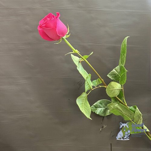 Роза розовая