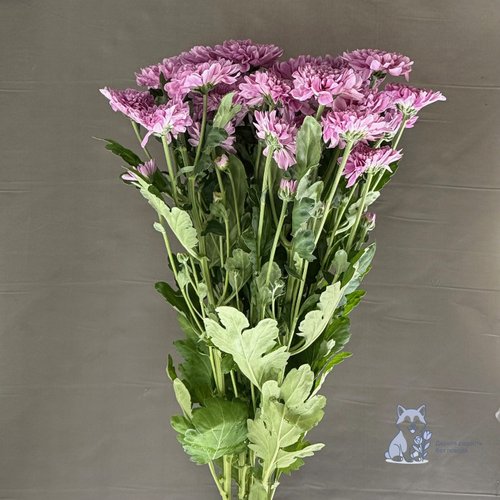 Хризантема розовая кустовая махровая