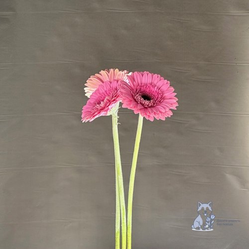 Гербера розовая