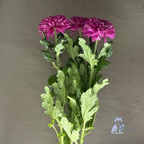 Хризантема фиолетовая одноголовая