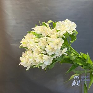 Альстромерия белая