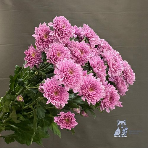 Хризантема розовая кустовая махровая